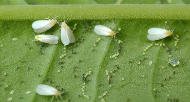 Jak se zbavit molice na okurkách ve skleníku, jak zpracovat?